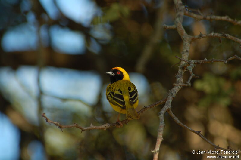 Southern Masked Weaver male adult