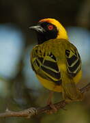 Southern Masked Weaver