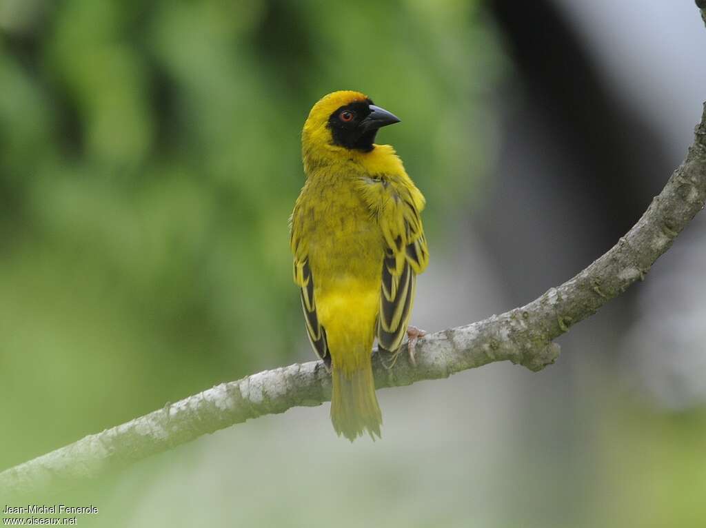 Southern Masked Weaver male adult breeding, pigmentation