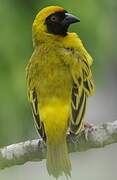 Southern Masked Weaver