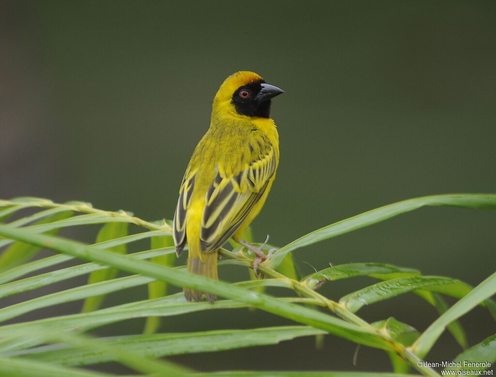 Southern Masked Weaver