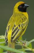 Southern Masked Weaver