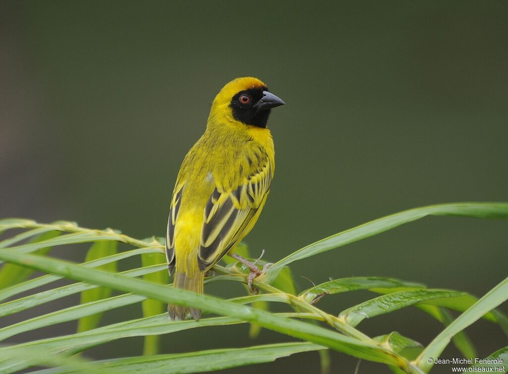 Southern Masked Weaver