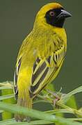 Southern Masked Weaver