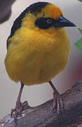 Baglafecht Weaver