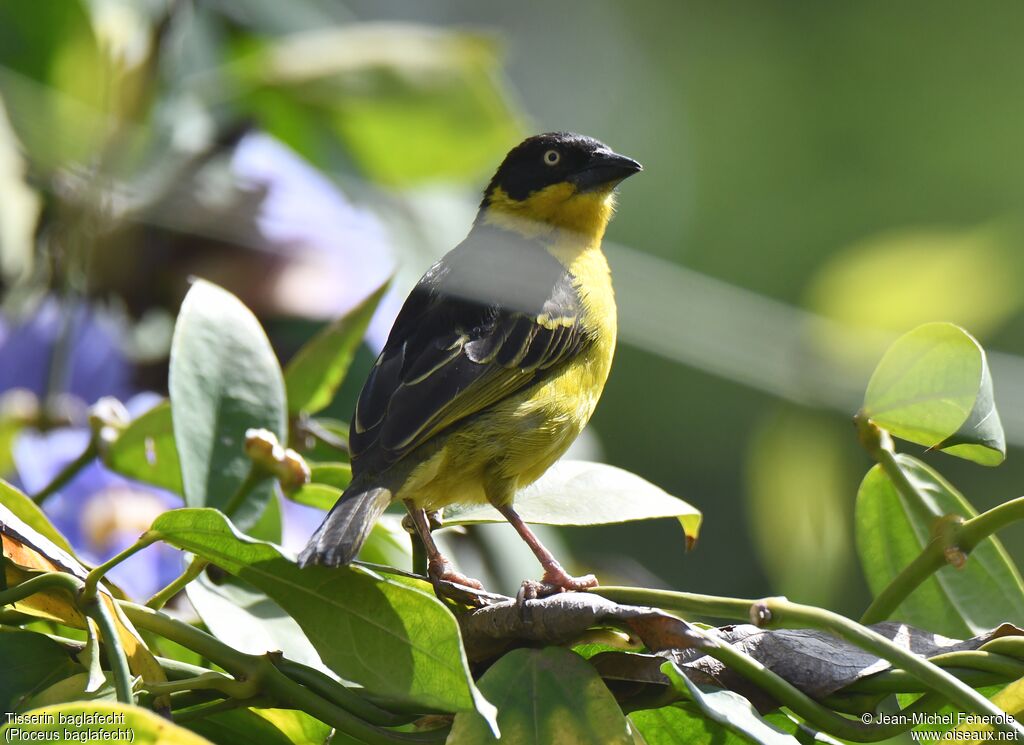 Baglafecht Weaver