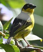 Baglafecht Weaver