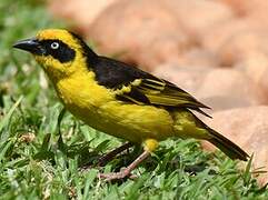 Baglafecht Weaver