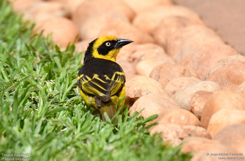 Baglafecht Weaver