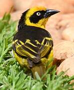 Baglafecht Weaver