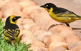 Baglafecht Weaver