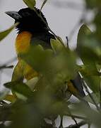 Dark-backed Weaver