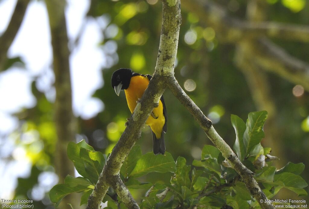 Dark-backed Weaver