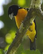 Dark-backed Weaver