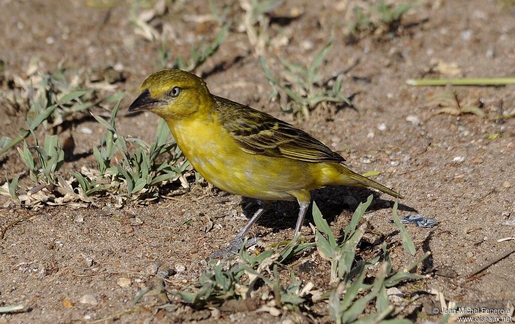 Tisserin de Speke femelle adulte, identification