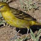 Tisserin de Speke