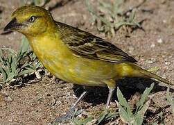 Speke's Weaver