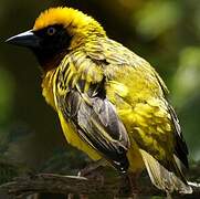 Speke's Weaver