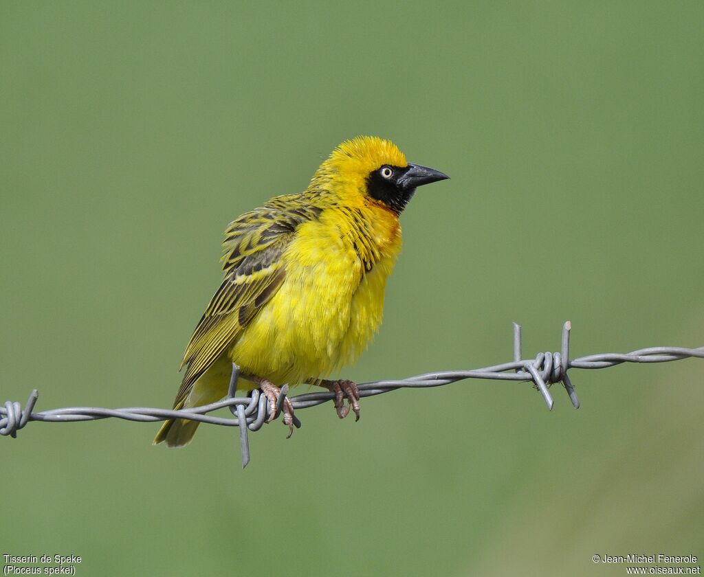 Speke's Weaver