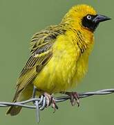 Speke's Weaver