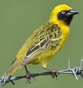 Speke's Weaver