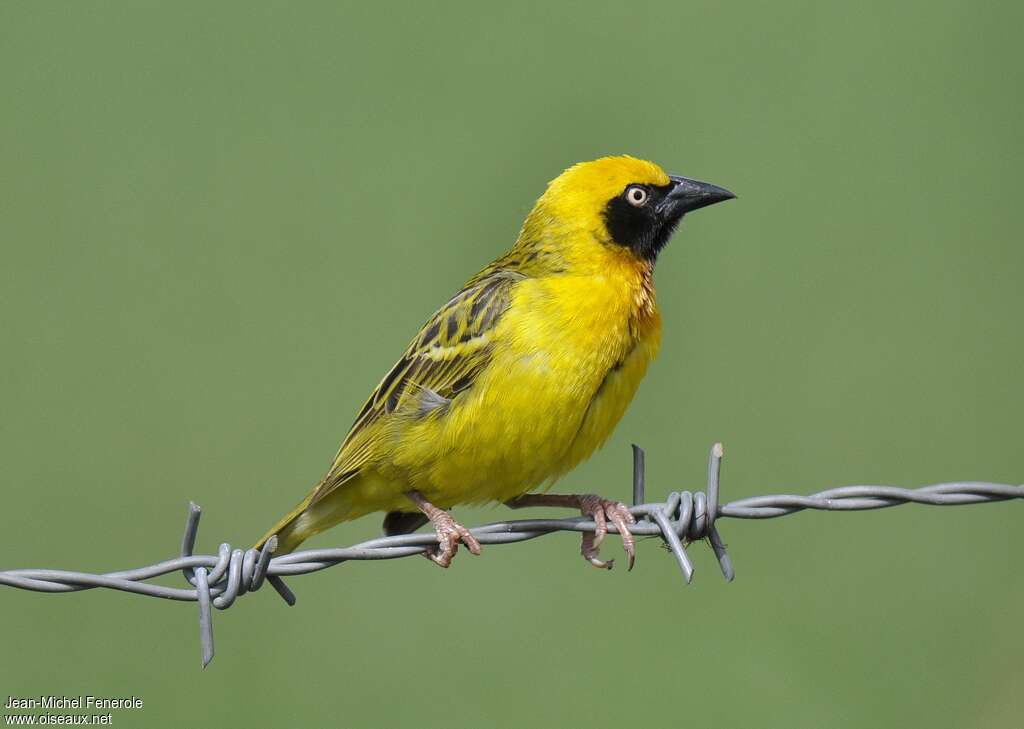 Tisserin de Speke, identification