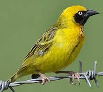 Speke's Weaver