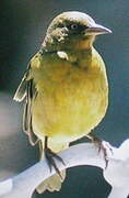 Cape Weaver