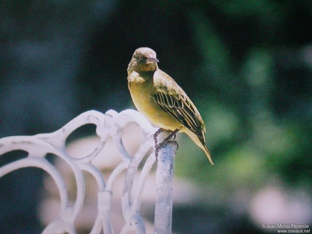 Tisserin du Cap