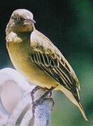 Cape Weaver