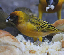 Northern Masked Weaver