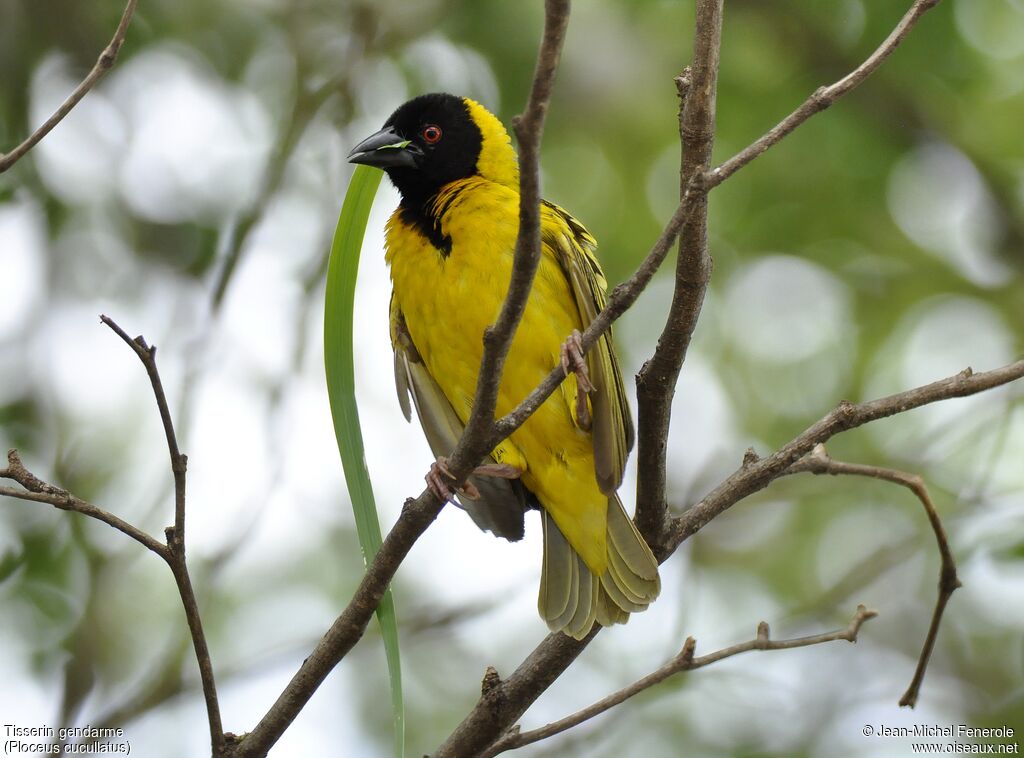 Village Weaver