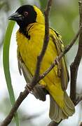 Village Weaver