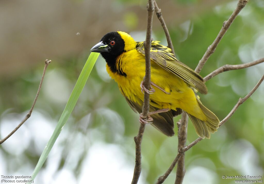 Village Weaver