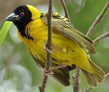 Village Weaver