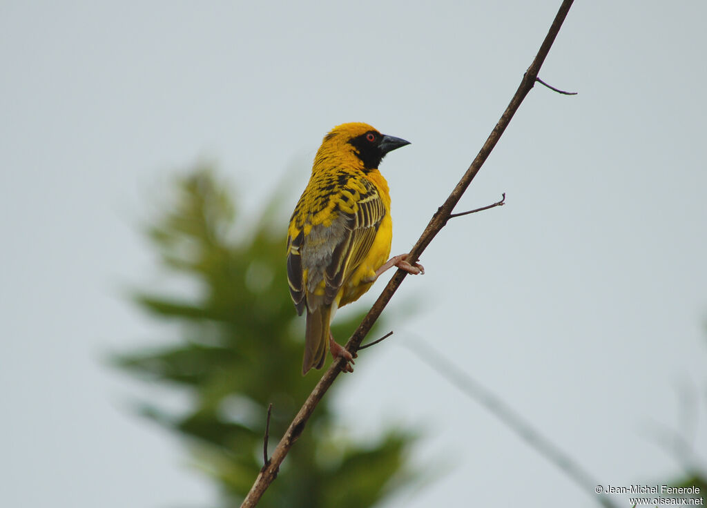 Tisserin gendarmeadulte