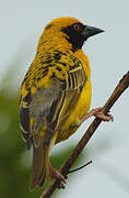 Village Weaver