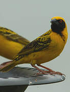 Village Weaver