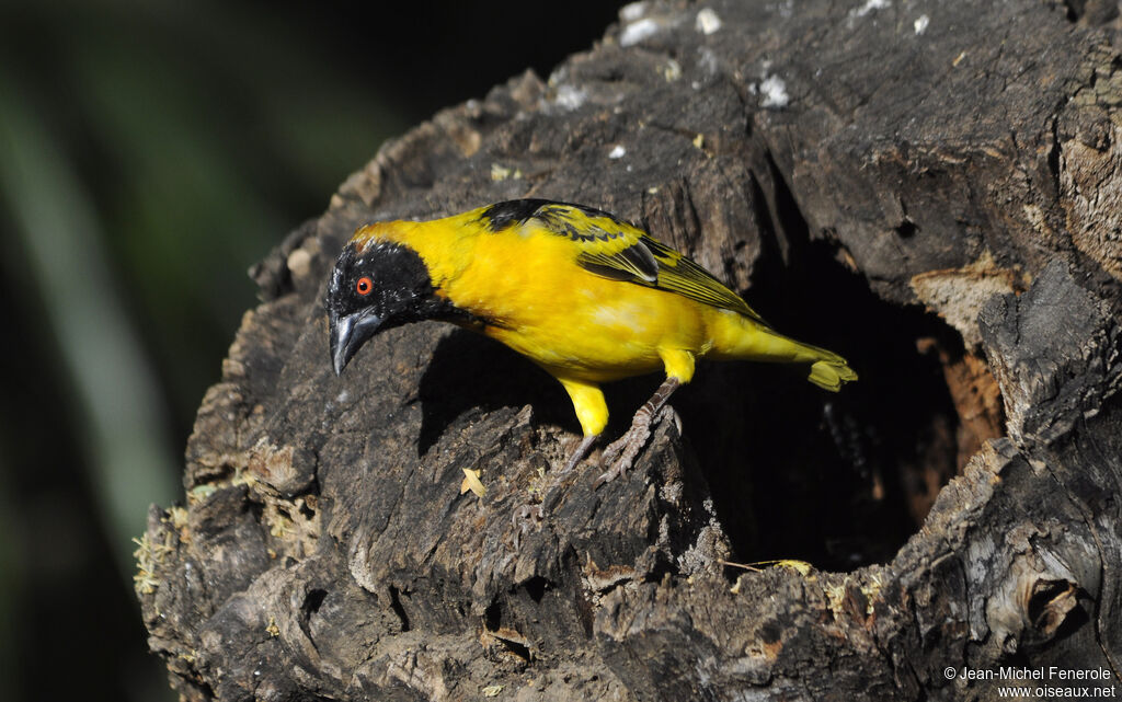 Village Weaver