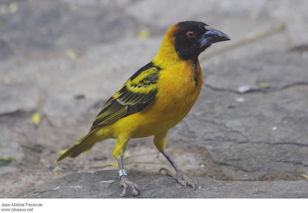 Village Weaver male adult breeding, identification