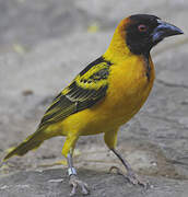 Village Weaver