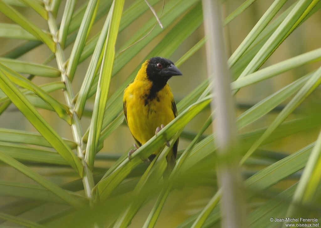 Village Weaver