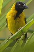 Village Weaver