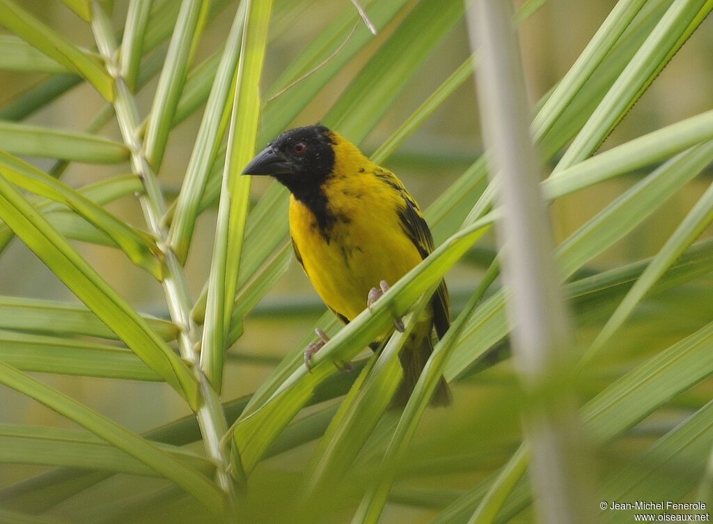 Village Weaver