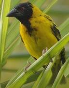 Village Weaver