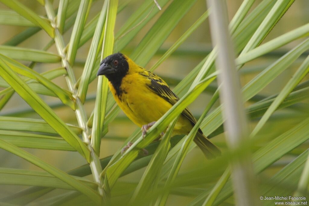 Village Weaver