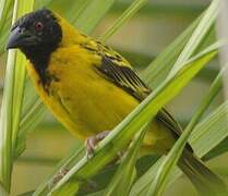 Village Weaver