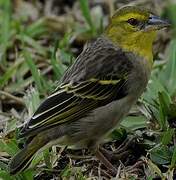 Village Weaver