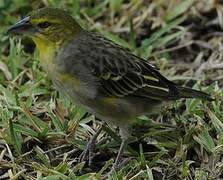 Village Weaver