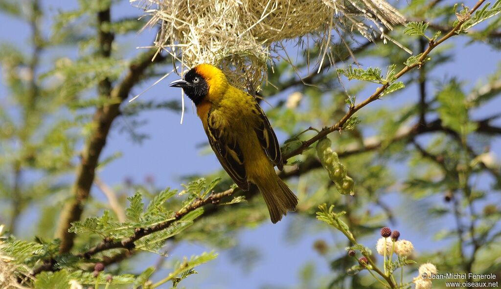 Lesser Masked Weaver